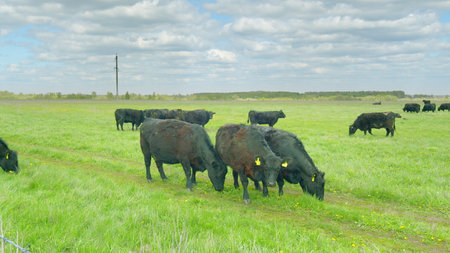 Grazing cattle can be seen in a beautiful and lush green pasture under the warm daylight of the sunの写真素材