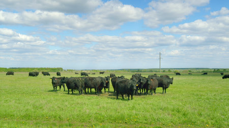 Cattle Grazing in an Open Pasture Beneath a Beautiful Blue Sky with Wispy Cloudsの写真素材