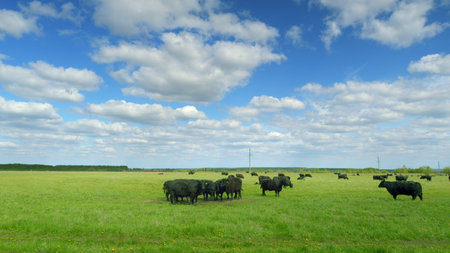 A herd of cattle grazes peacefully on lush green pasture under a bright blue skyの写真素材
