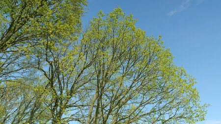 A Beautiful and Vibrant Green Tree Canopy Set Against a Clear Blue Sky on a Sunny Dayの写真素材