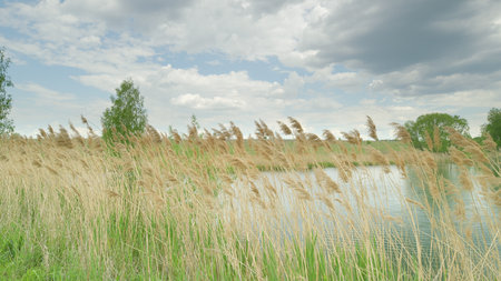 A serene lake with tall reeds against a dramatic sky, showcasing natures tranquility