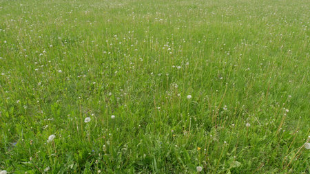A Beautiful Lush Green Meadow Brimming with Vibrant Dandelions in Full Blooming Gloryの写真素材