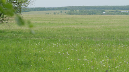 A Beautiful and Vibrant Green Meadow Filled with Lovely Dandelions Beneath a Clear Blue Skyの写真素材