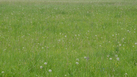 A Vast, Lush Green Field Adorned with Beautiful Dandelions Blooms in Blissful Springtimeの写真素材