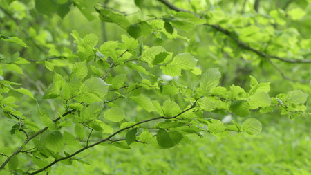 Lush green and vibrant foliage thrives in a tranquil forest setting filled with beautyの写真素材