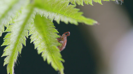 A Detailed CloseUp of a Tick That Is Resting on a Leaf Within Its Natural Environmentの写真素材