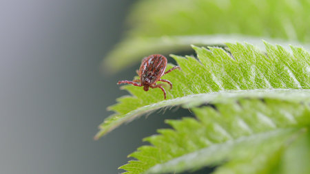 A Detailed CloseUp of a Tick That Is Resting on a Leaf Within Its Natural Environmentの写真素材