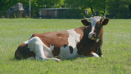 A Serene Brown and White Cow is Relaxing Peacefully in a Vibrant Green Pasture Settingの写真素材