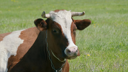 Curious Brown and White Cow in Green Pasture Under the Bright Afternoon Sunlightの写真素材