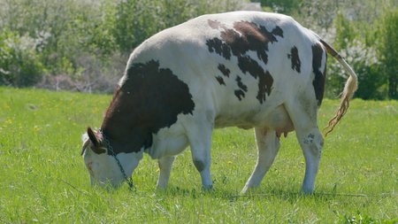 A Grazing Cow in a Beautiful Sunny Field on a Lovely Day, Enjoying the Fresh Grassの写真素材