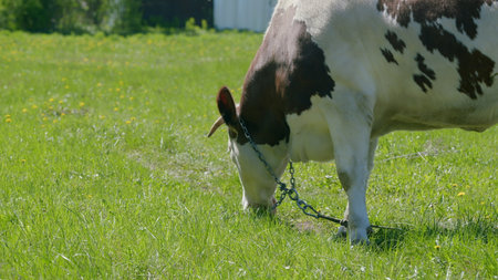A Brown and White Cow Grazing Happily in a Lush Green Field Under the Warm Sunshineの写真素材