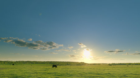 A Serene and Beautiful Sunset Over a Lush, Expansive Green Pasture with Grazing Cattle Nearbyの写真素材