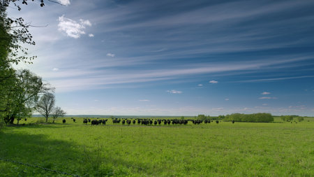 A Serene Pastoral Landscape featuring Grazing Cattle Beneath Expansive Blue Skiesの写真素材