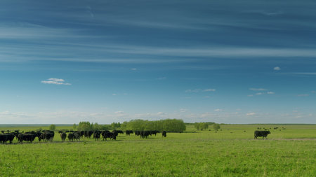 A Serene and Picturesque Pastoral Landscape Featuring Grazing Cattle in Harmony with Nature Time lapse.の写真素材
