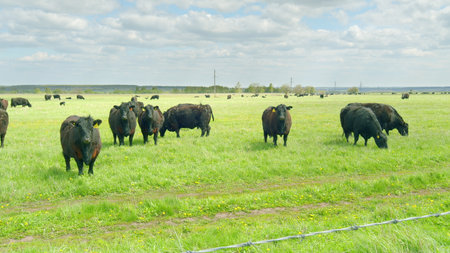 Cattle Grazing in a Beautiful Lush Green Field Surrounded by Natures Abundant Beautyの写真素材