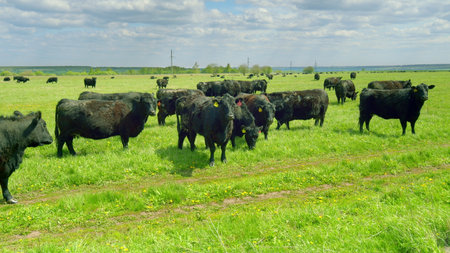 A Herd of Cattle is Grazing Peacefully in a Lush Green Pasture Beneath a Clear Blue Skyの写真素材