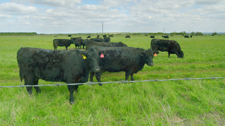 A picturesque herd of black cattle peacefully grazing in a lush, vibrant, green pastureの写真素材