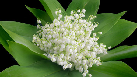 A Stunningly Beautiful Arrangement of Lily of the Valley Flowers to Enhance Any Space Time lapse.の写真素材