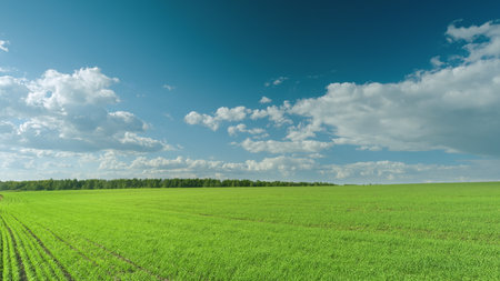 A Vibrant and Lush Green Field Set Against a Clear Blue Sky Adorned with Fluffy White Clouds Time lapse.の写真素材