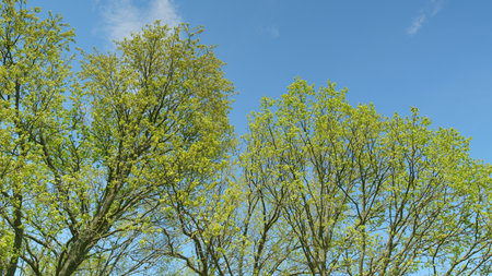 Majestic Green Trees Against a Vibrant Blue Sky, Embracing Natures Beauty Around Usの写真素材
