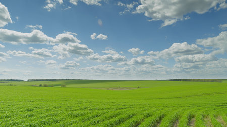 Vivid and Lush Green Fields Stretching Out Under a Clear Blue Sky Adorned with Fluffy Clouds Time lapse.の写真素材