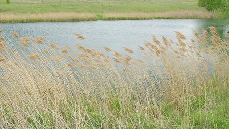 A Serene and Tranquil Pond Surrounded by Beautiful Grassy Flora Under Clear Blue Skiesの写真素材