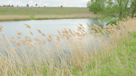 A Serene Nature Scene Depicted by the Peaceful Water, Surrounded by Tall Grasses and Floraの写真素材