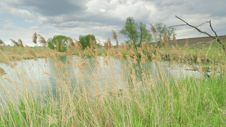 A Serene Pond Nestled Amidst Tall Grasses and Overhanging Trees, Exuding Peacefulnessの写真素材