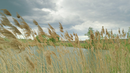 A Serene and Beautiful Lakeside View featuring Graceful Reeds Under Dramatic, Soft Cloudsの写真素材