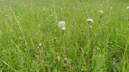 A Beautiful Meadow adorned with Dandelions and colorful Wildflowers in full bloomの写真素材