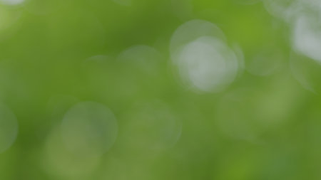 Soft Focus Green Nature Background, perfect for vibrancy and tranquility in natures beautyの写真素材