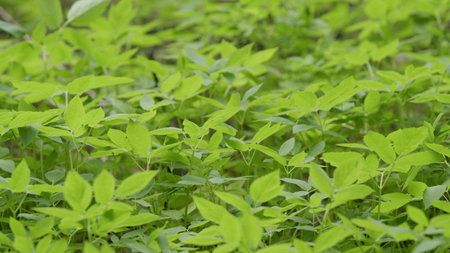 The Lush Green Foliage Thrives in Its Natural Habitat Filled with Vibrant Plants and Tranquil Viewsの写真素材