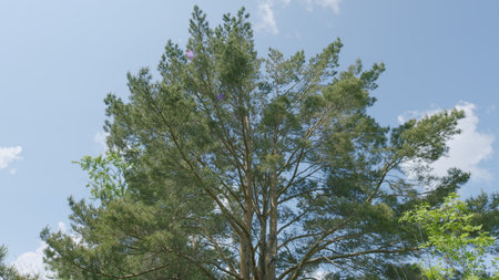 The Lush Green Tree Stands Proudly Beneath the Clear and Bright Blue Sky That is Above Usの写真素材