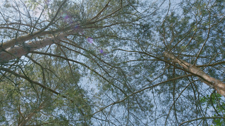 Gazing at the Serene Canopy Views Through Tree Branches and Vibrant, Lush Leavesの写真素材