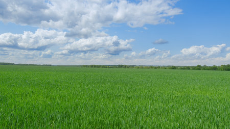 Lush, expansive green fields stretch beneath a clear blue sky dotted with fluffy cloudsの写真素材