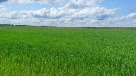 A Lush Green Field Extending Beneath a Brilliant Blue Sky, Adorned with Beautiful Fluffy Cloudsの写真素材