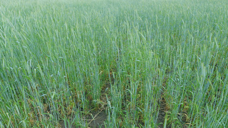 A vibrant lush green wheat field that is fully prepared and ready for the upcoming harvestの写真素材