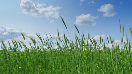 A beautiful scene of lush green grass under a bright blue sky with fluffy white cloudsの写真素材