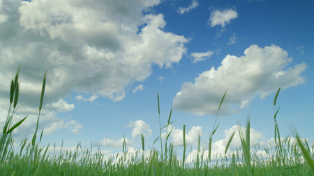 A serene green landscape stretches beneath a bright blue sky adorned with fluffy cloudsの写真素材