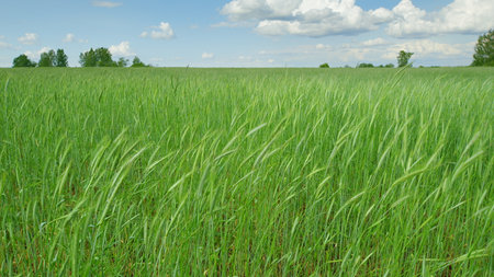 A Stunning Beautiful Lush Green Field Under a Bright Blue Sky Filled with Fluffy White Cloudsの写真素材