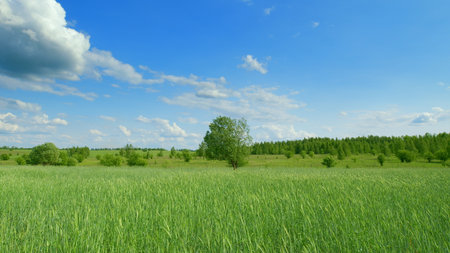 A Lush, Green Field Blossoms Beneath a Bright, Blue Sky, Inviting Exploration and Relaxationの写真素材