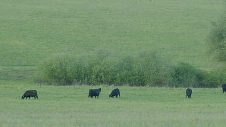 Peaceful Black Cattle Grazing Calmly in a Lush Green Pasture Under Clear Blue Skiesの写真素材