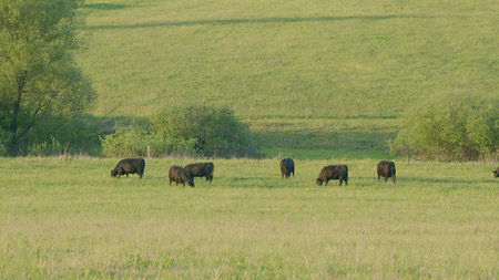 Cattle Grazing Calmly in the Midst of a Beautiful and Picturesque Landscape of Rolling Pasturesの写真素材