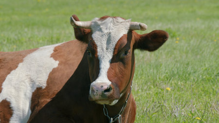A Curious Brown and White Cow Grazing in a Beautiful Green Pasture Under the Sunlightの写真素材