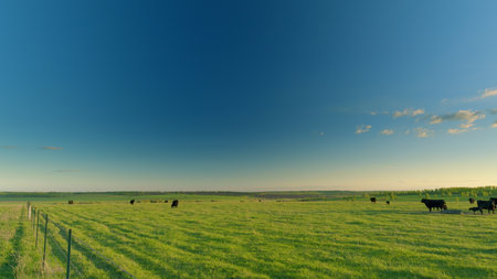 A Vast and Open Pastoral Landscape Featuring Grazing Cows Under a Clear Blue Skyの写真素材
