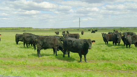 A group of Black Cattle is peacefully grazing in a vast open pasture beneath beautiful blue skiesの写真素材
