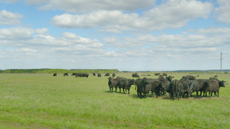 A peaceful pastoral scene of cattle grazing in a lush green pasture under blue skiesの写真素材