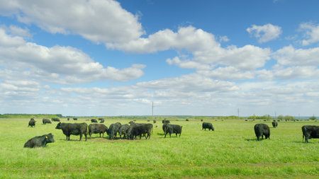 A Serene Pastoral Scene Featuring Grazing Cattle Happily Enjoying Under a Clear Blue Skyの写真素材