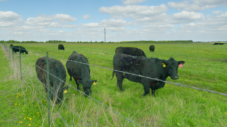 Beautiful black cattle peacefully grazing on lush green pastures under a clear blue skyの写真素材