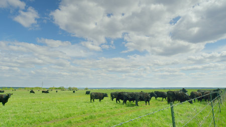 A beautiful pastoral landscape featuring cattle resting peacefully under the bright cloudsの写真素材
